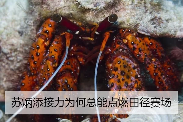 苏炳添接力为何总能点燃田径赛场